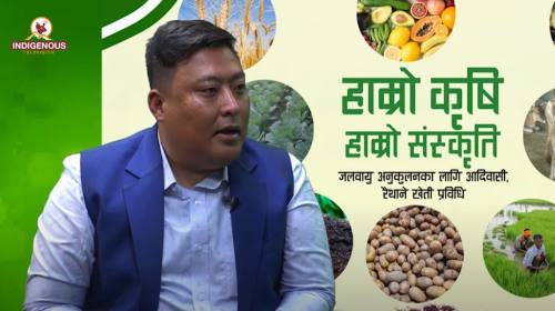 Krishi epi 85 सिस्नु खानु धेरै रोगहरुको अचुक औषधी 